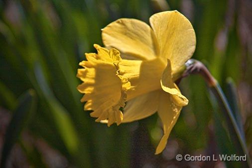 First Daffodil_15758.jpg - Photographed at Ottawa, Ontario - the capital of Canada.
